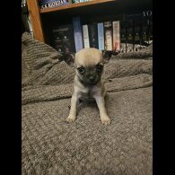 Chihuahua - Both