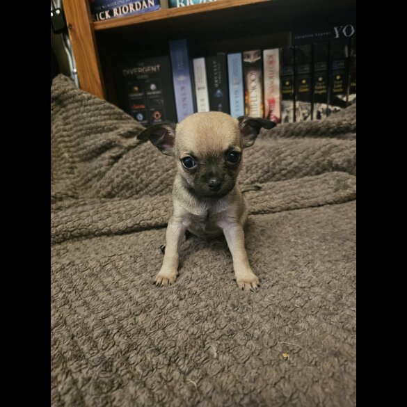 Chihuahua - Both
