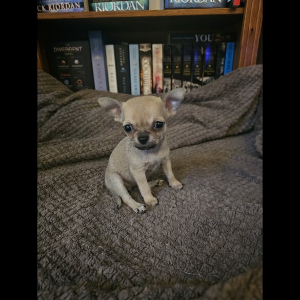 Chihuahua - Both