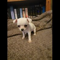 Chihuahua - Both