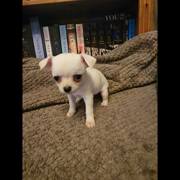 Chihuahua - Both