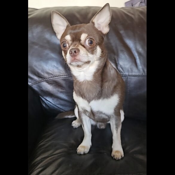 Chihuahua - Both