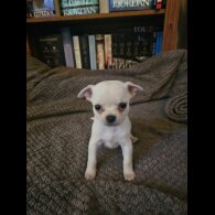 Chihuahua - Both