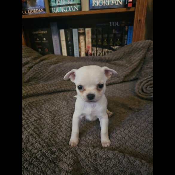 Chihuahua - Both