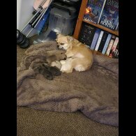 Chihuahua - Both