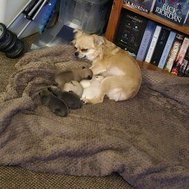 Chihuahua - Both