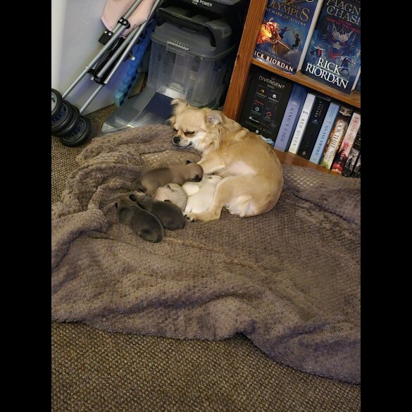 Chihuahua - Both