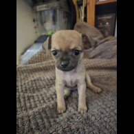 Chihuahua - Both