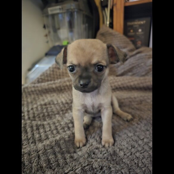 Chihuahua - Both