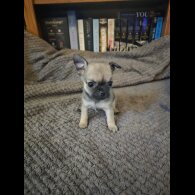 Chihuahua - Both