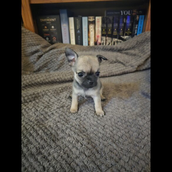 Chihuahua - Both