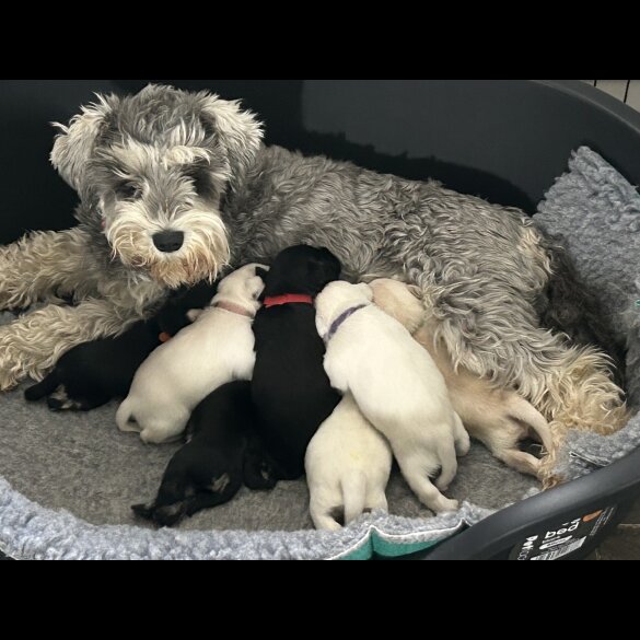 Miniature Schnauzer - Both
