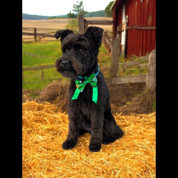 Miniature Schnauzer - Both
