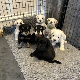 Miniature Schnauzer - Both