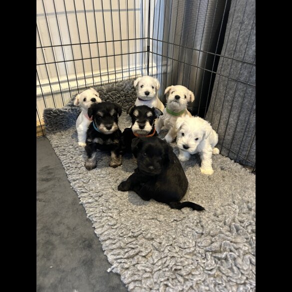Miniature Schnauzer - Both