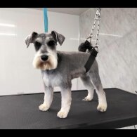 Miniature Schnauzer - Both