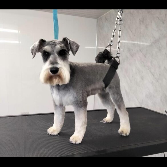 Miniature Schnauzer - Both