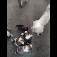 Shih Tzu - Dogs