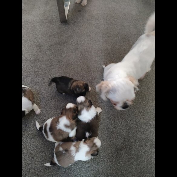 Shih Tzu - Dogs