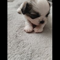 Shih Tzu - Dogs
