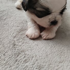 Shih Tzu - Dogs