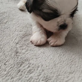 Shih Tzu - Dogs