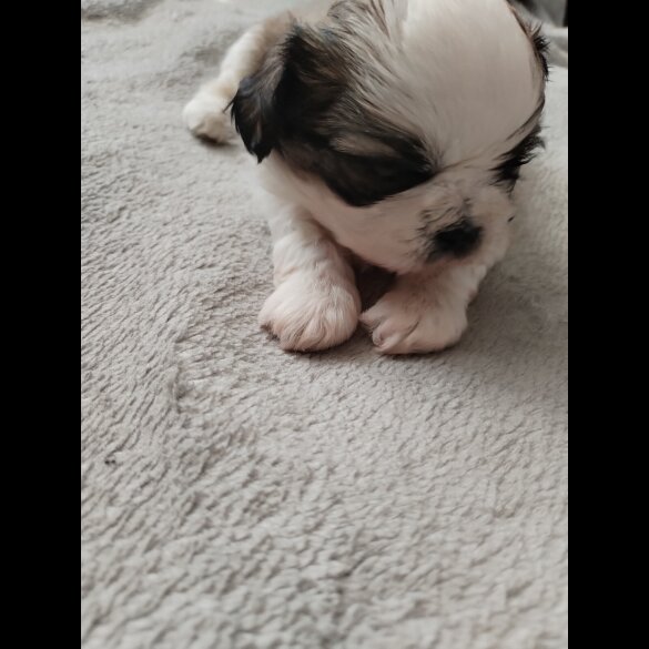 Shih Tzu - Dogs