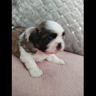 Shih Tzu - Dogs