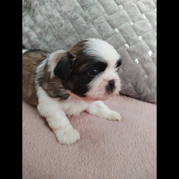Shih Tzu - Dogs
