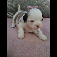 Shih Tzu - Dogs