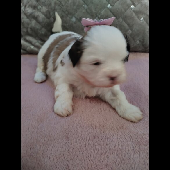 Shih Tzu - Dogs