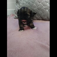Shih Tzu - Dogs