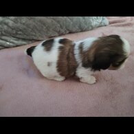 Shih Tzu - Dogs