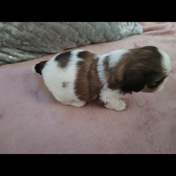 Shih Tzu - Dogs