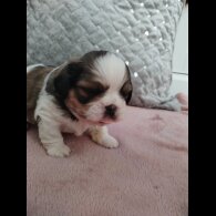 Shih Tzu - Dogs