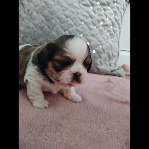 Shih Tzu - Dogs