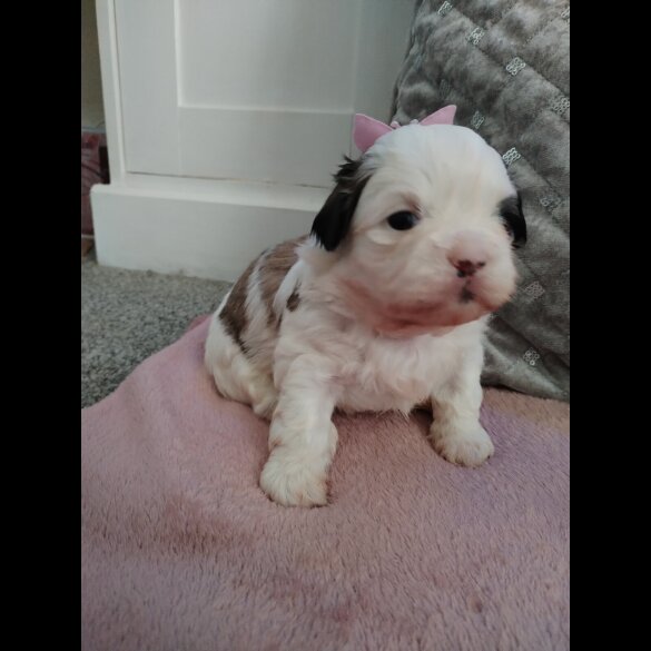 Shih Tzu - Dogs