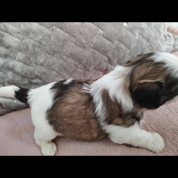 Shih Tzu - Dogs