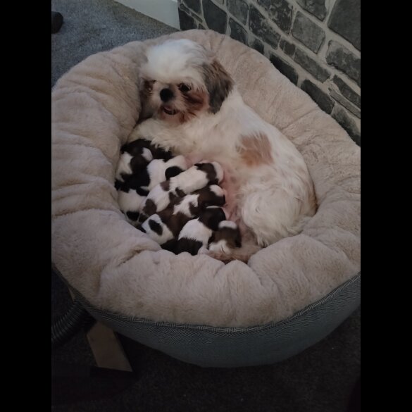 Shih Tzu - Dogs