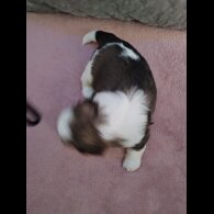 Shih Tzu - Dogs
