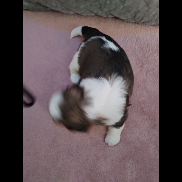 Shih Tzu - Dogs