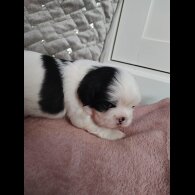Shih Tzu - Dogs
