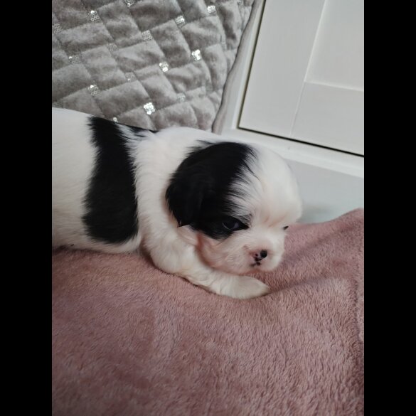 Shih Tzu - Dogs