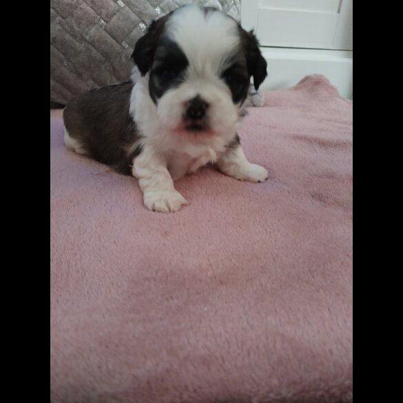 Shih Tzu - Dogs