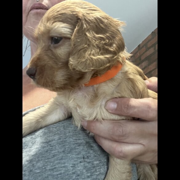 Cockapoo - Both