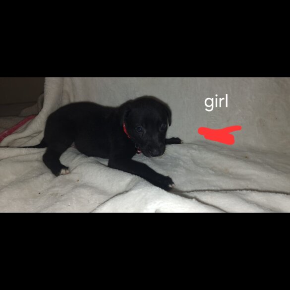 Labrador Retriever - Both