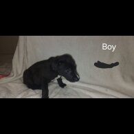 Labrador Retriever - Both