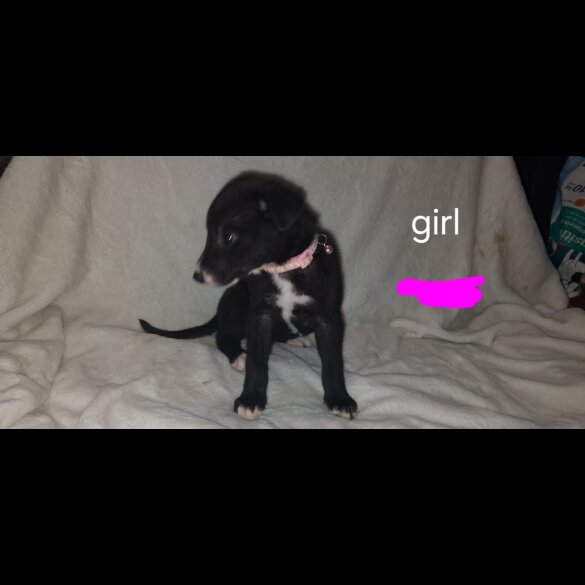 Labrador Retriever - Both