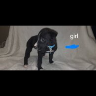 Labrador Retriever - Both