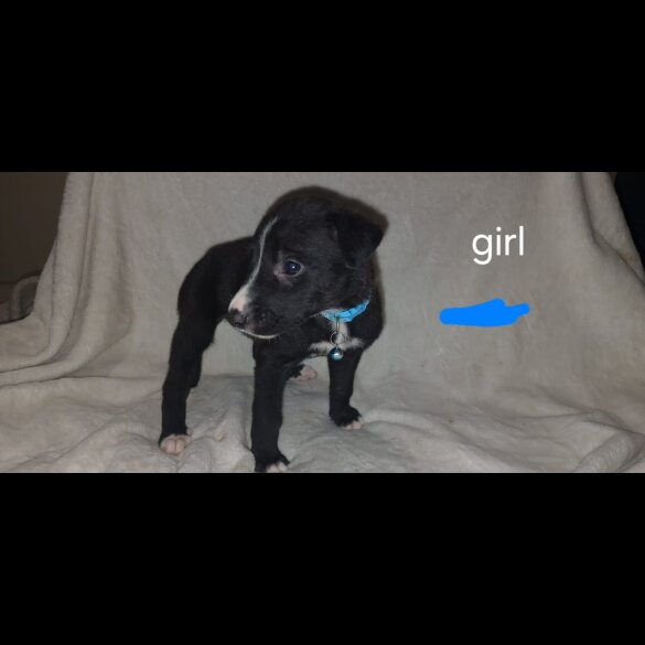 Labrador Retriever - Both